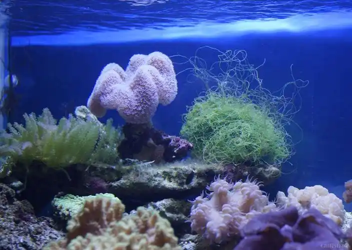 海水水草造景