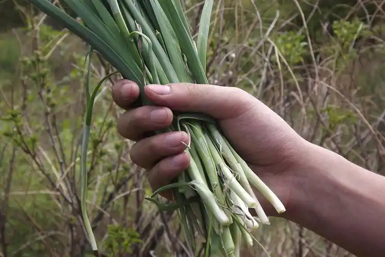 去北京黄草梁采野韭菜