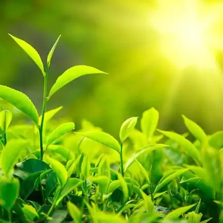 阳光绿叶春天来了_唯美微信头像图片_扣扣居