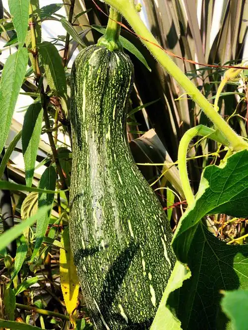 天然有机我的小菜园长出了绿油油的土南瓜