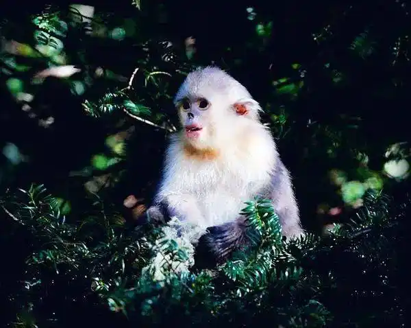 罕见白化动物再次现身神农架