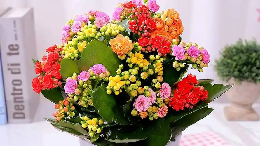 秋季这样养"长寿花",开花多十倍,枝叶繁茂茁壮成长,花苞满盆