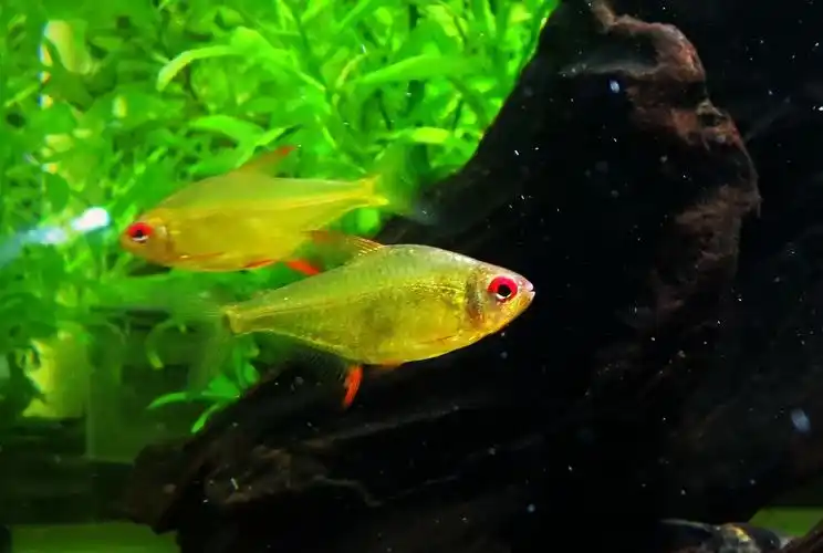 超级柠檬灯 - 小型鱼类 - cta南美水族