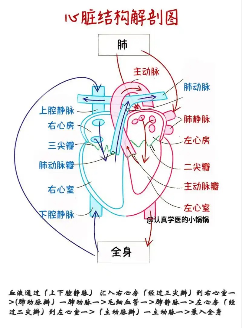 科普27 |心脏解剖图之心脏是如何完成泵血的 02心脏是怎么工作完成