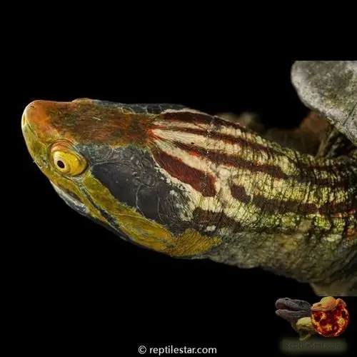 朋克族 | 红冠棱背龟