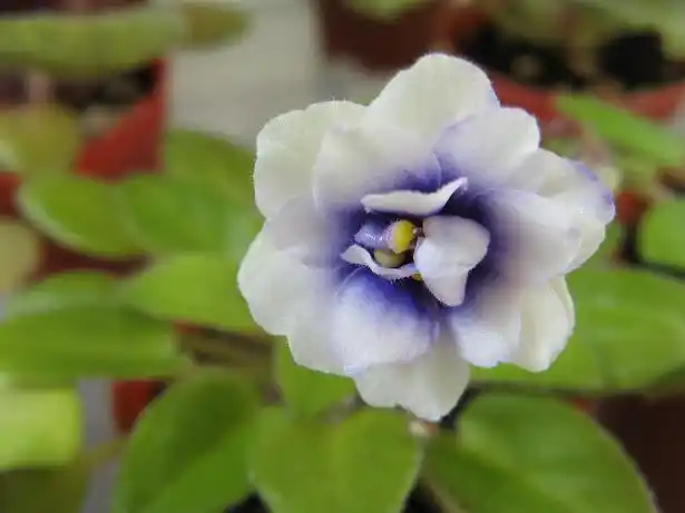 最漂亮的数非洲堇