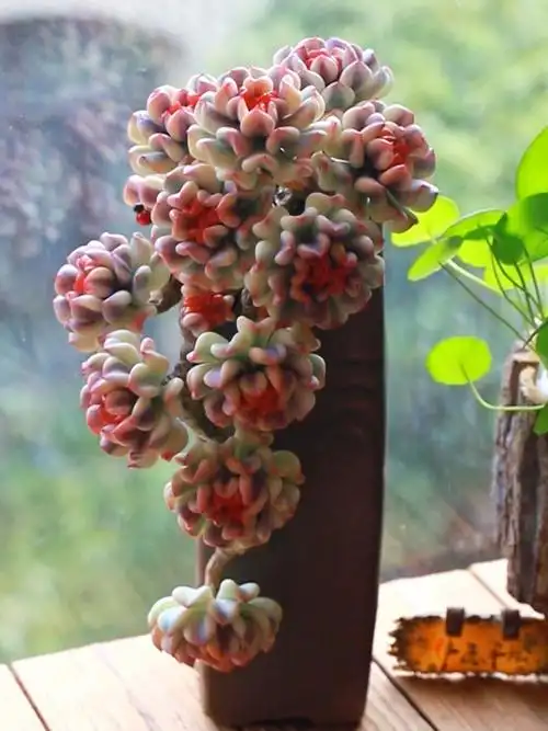 雪精灵锦悬崖老桩仿真多肉花卉植物学员作品