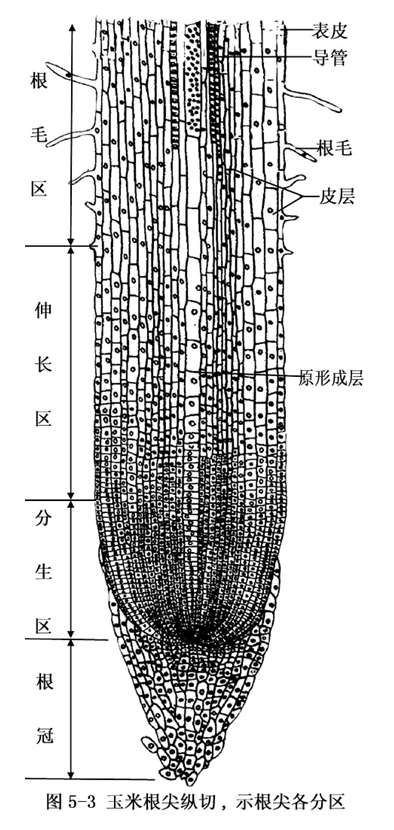 植物根尖结构示意图