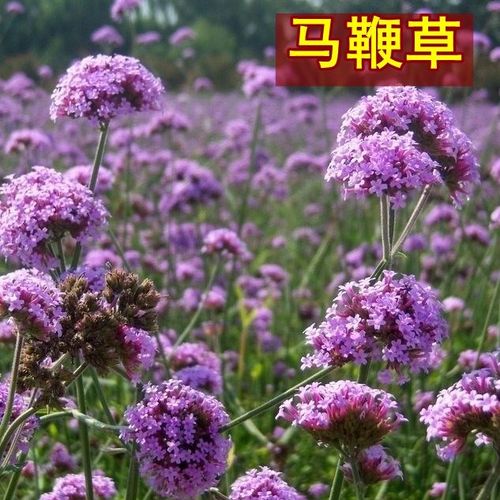 蓝色观赏花卉植物柳叶马鞭草种子 多年生景观绿化庭院花海花草籽