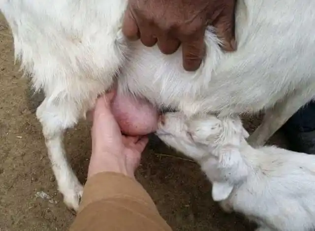 母羊没奶怎样催乳最有效羊没有奶吃什么下奶做好以下两点