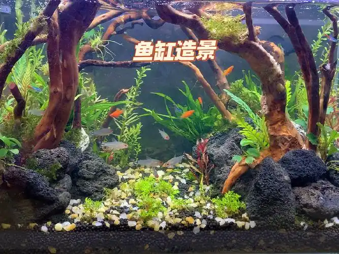 鱼缸造景