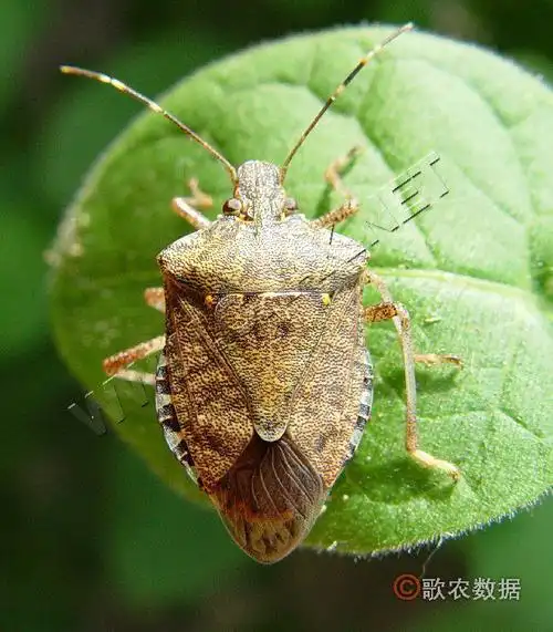 茶翅蝽halyomorpha picus fabricius属半翅目,蝽科.