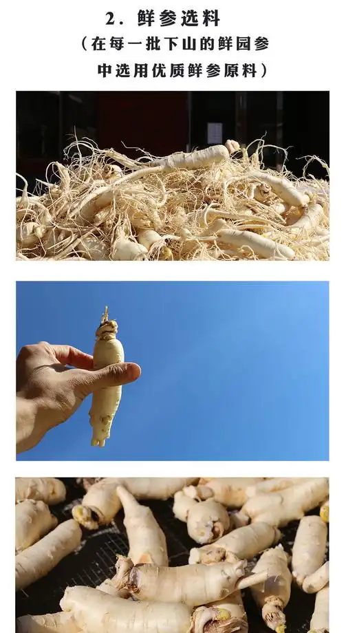 正宗东洋参大力参东北长白山韩国籽高丽太极参大切片整支大参500g3540