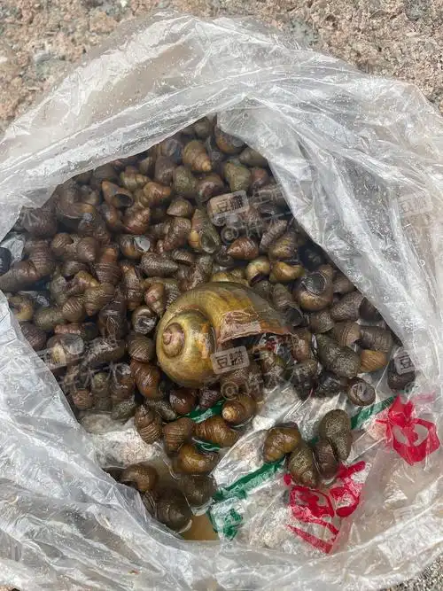 最大这个是福寿螺吗?(已砸)