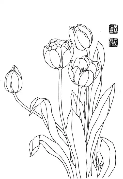 工笔玉兰花白描图