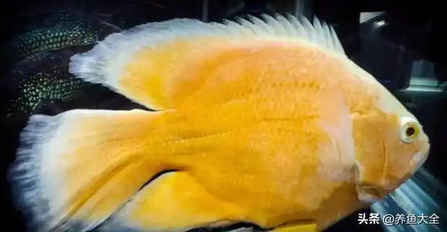 黄金地图鱼黄化地图几乎全身红色超红色地图鱼 (血图)血地图鱼,很漂亮