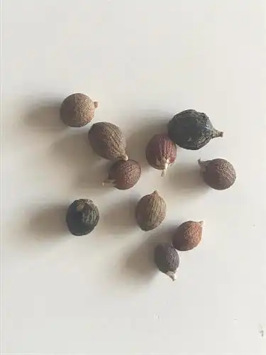 请教这是茉莉花的种子么