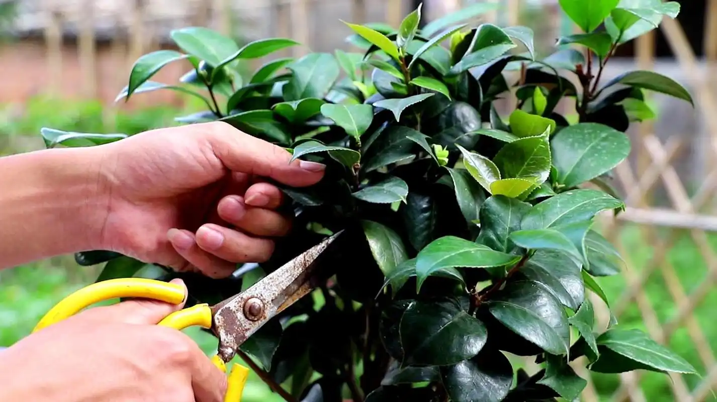茶花怎么养护的好