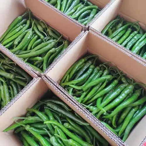 新鲜青椒长辣椒小尖椒蔬菜现发青辣椒农家自种500g