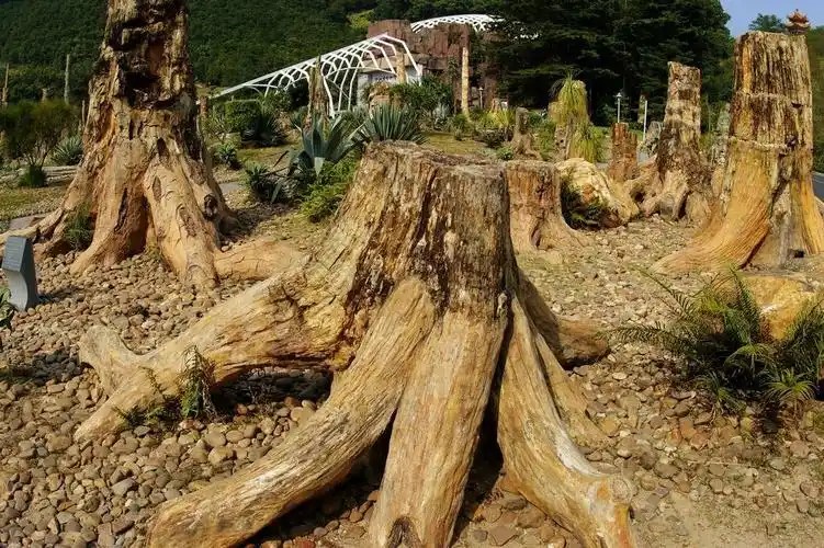 亿年后的相遇---化石森林 (1)