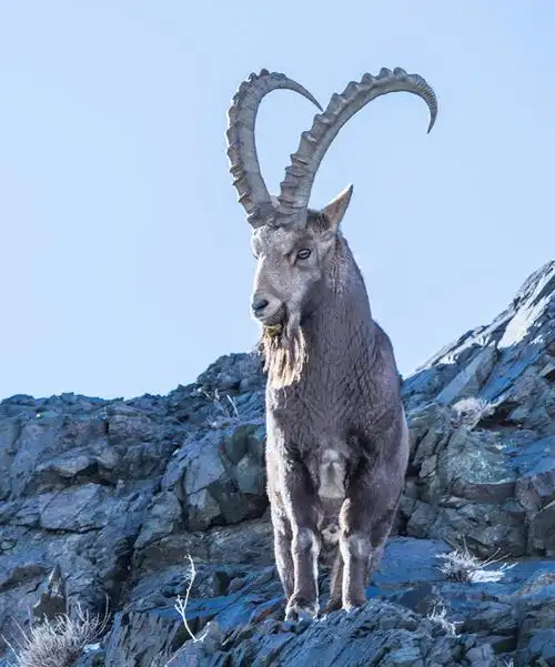 新疆西部的帕米尔高原等地行走,不经意间会看到三五成群的北山羊在