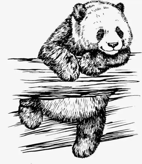关键词 : 白色,大熊猫,可爱,手绘,素描
