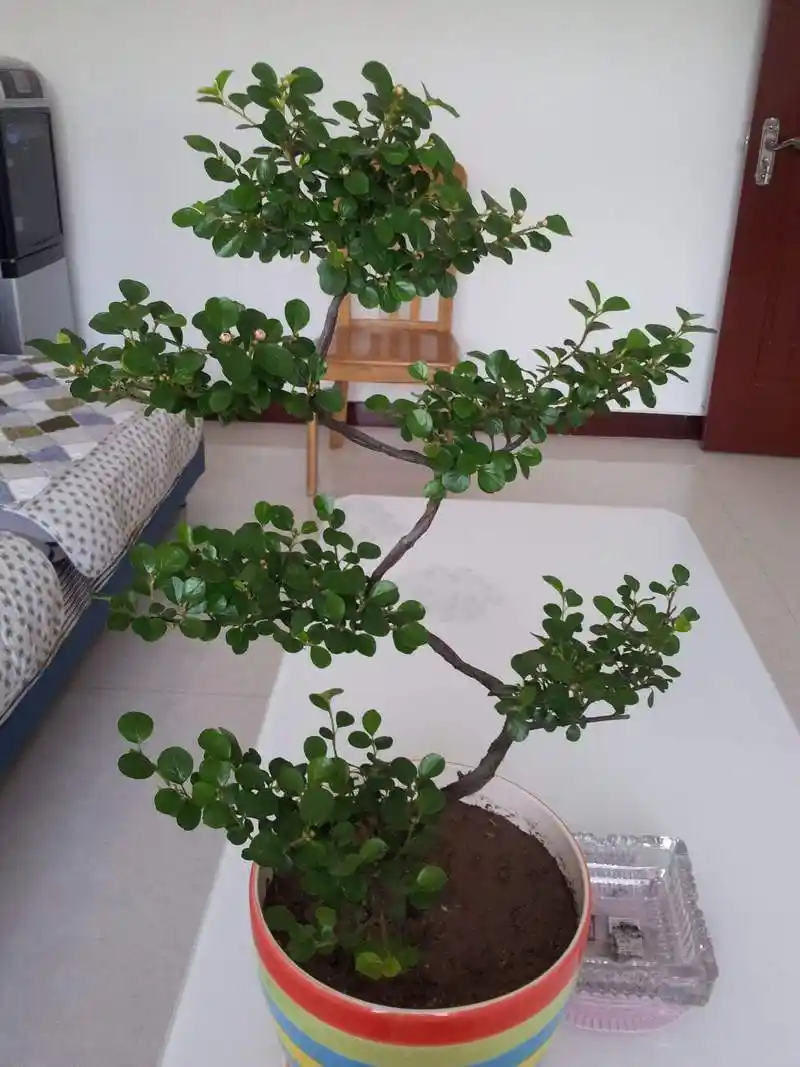 珍珠梅盆景清新雅致,花蕾如珍珠一般,零下25度都冻不死!