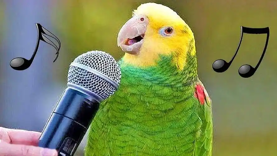 鹦鹉强大的语言天赋背后隐藏着哪些科学秘密