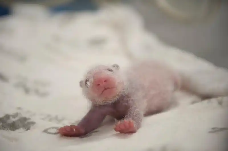 柏林动物园:首对德国出生的大熊猫正"茁壮成长"