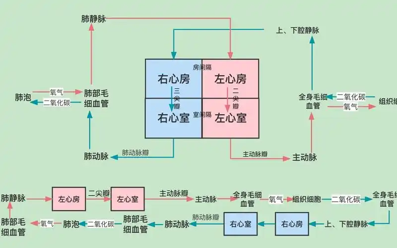 前后负荷1——血液循环系统流程图