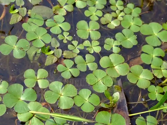 能利水消肿,清热解毒,除烦安神