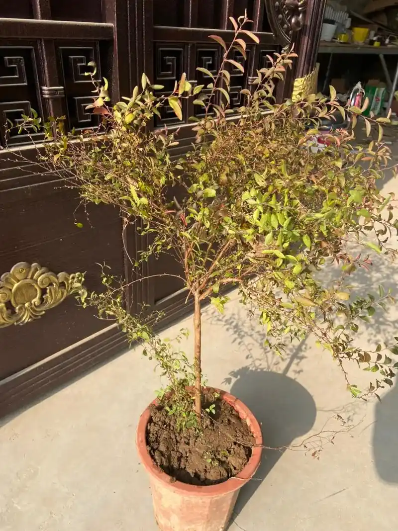 盆栽绿植 #喷雪花#雪柳  大苗好树形,花苞爆满,图片选苗 - 抖音