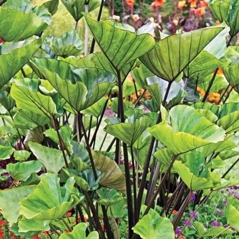芋属全图鉴图片索引/对照锦化植物海芋订正 colocasia esculenta 芋头