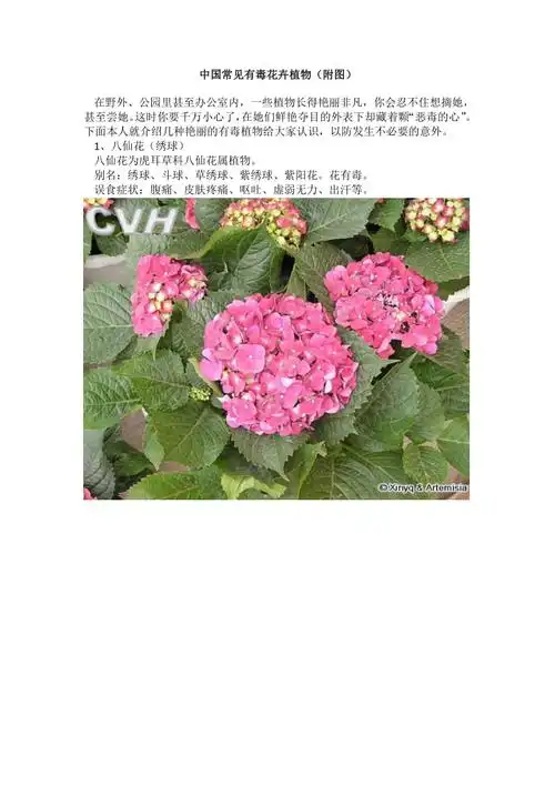 中国常见有毒花卉植物附图