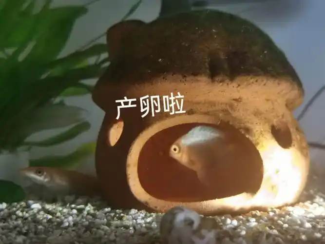 迷你鹦鹉产卵啦