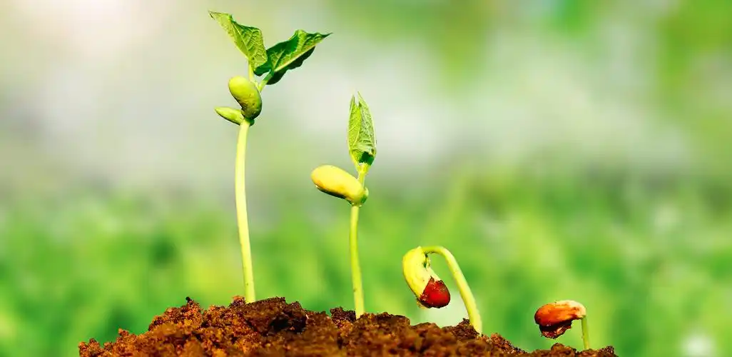 种苗繁育时,种子发芽生长过程是怎样的?_青岛新龙种苗有限公司