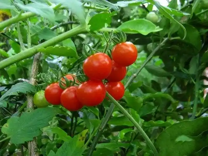 农村种植的西红柿,单杆整枝该如何剪枝?_进行_侧枝_果实