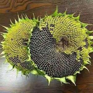 【向日葵的发带】向日葵的发带品牌,价格 - 阿里巴巴