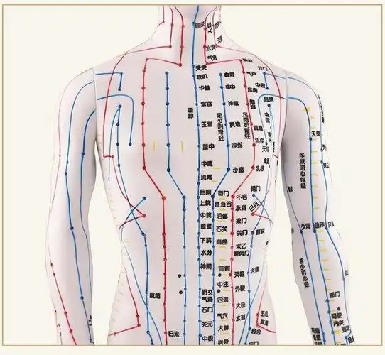 中医经络针灸人模人体穴位图模型人全身家用十二硅胶扎针练习皮人 70