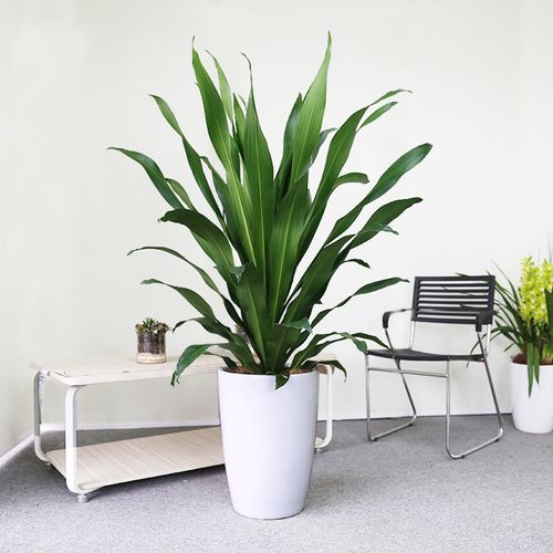 也门铁大型盆栽客厅植物吸甲醛净化空气防辐射绿植同城配送重庆