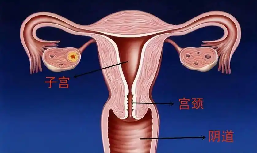 子宫不喜欢的5种水果提醒女性朋友尽量少吃