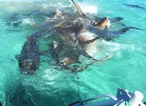 70头虎鲨分食鲸鱼画面