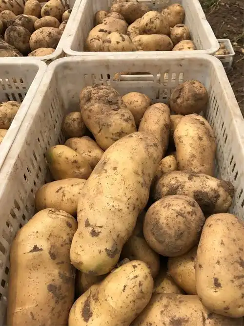 山东华硕达农牧果蔬保鲜库:精品土豆