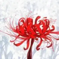 彼岸花头像唯美有气质_微信头像图片大全