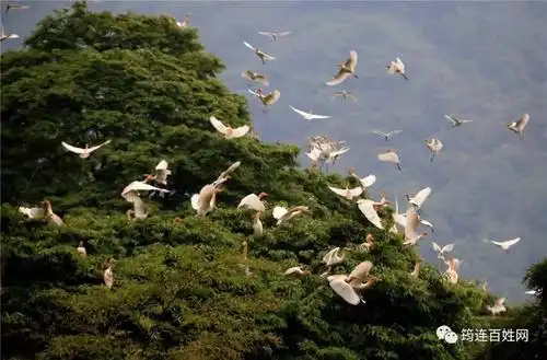 空中鸟瞰筠连白鹤林千鹤飞舞场面壮观令人震撼