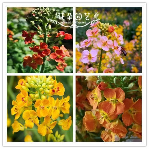 彩色油菜花种子1000粒景观园林 家庭园艺 地栽花 网红 花田朵园艺