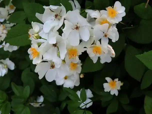 温柔而清冷的女生名字(清冷纯洁荼蘼花)