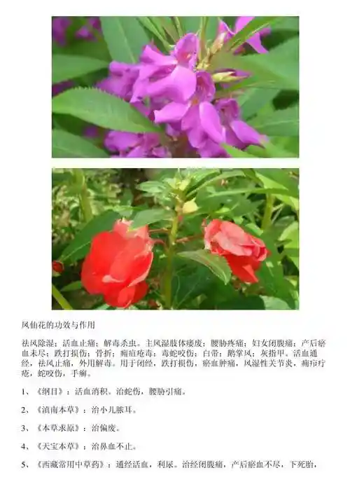凤仙花的功效与作用凤仙花的药用价值