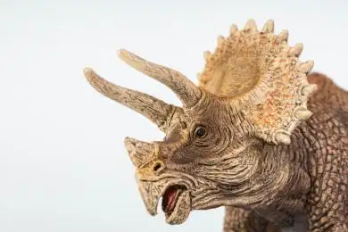 三角龙 头部特写 侧视图