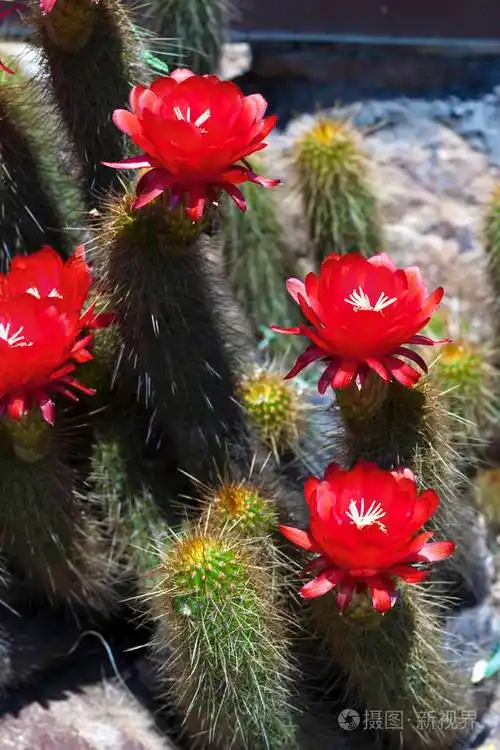 仙人掌的开花红花